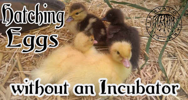 Hatching eggs without an incubator 2