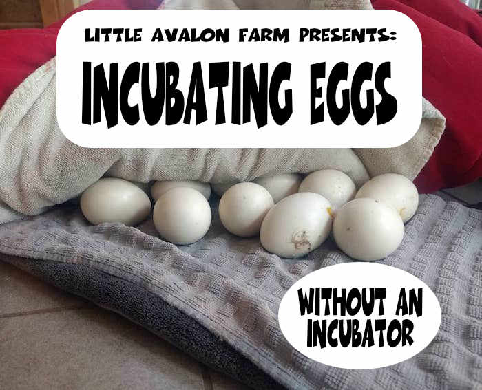 eggs incubated on a heat pad