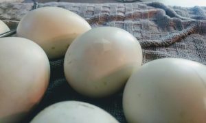 piped eggs