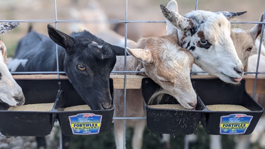 Why Do Loose Minerals Have Sweeteners?