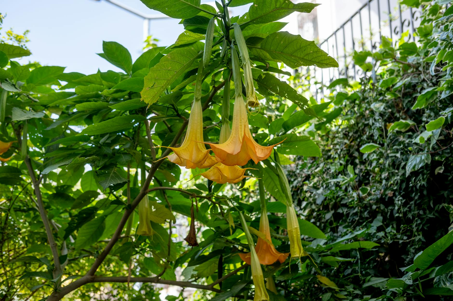 blooming golden angels trumpets