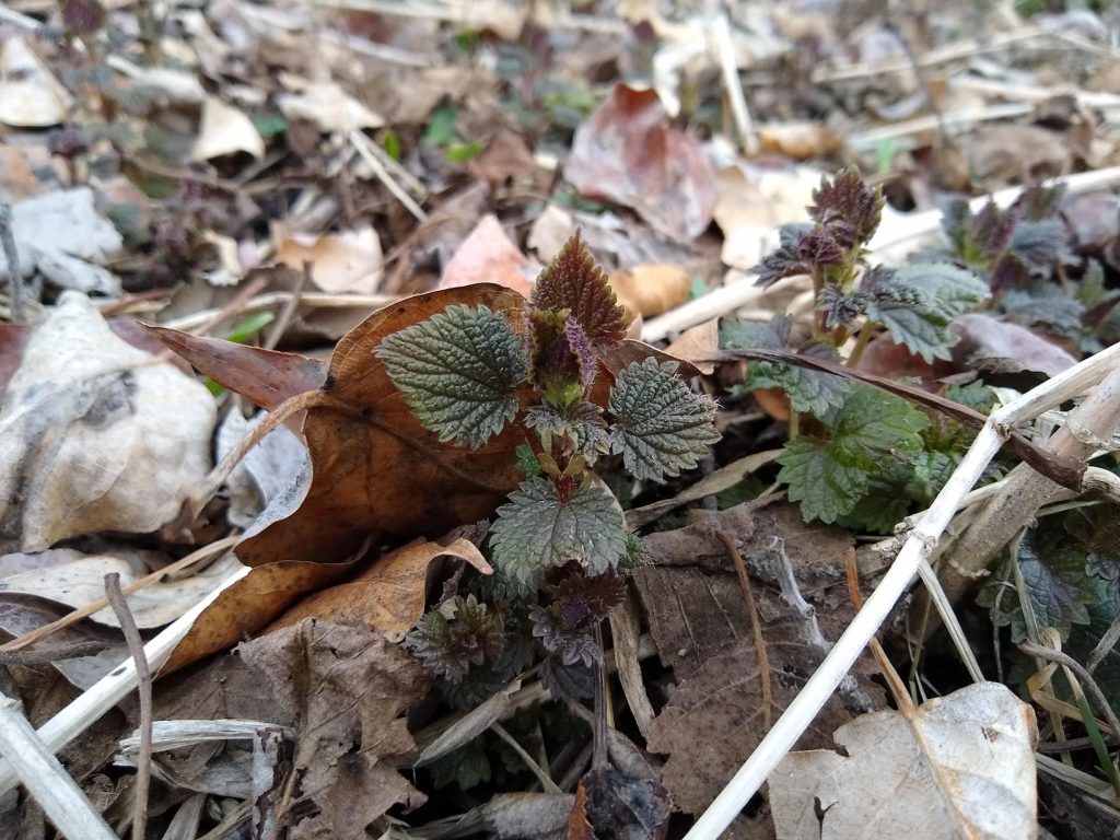 Spring Foraging for Goat Keepers: What to Harvest and When